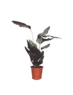 Calathea ornata