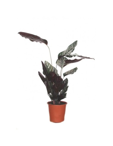 Calathea ornata