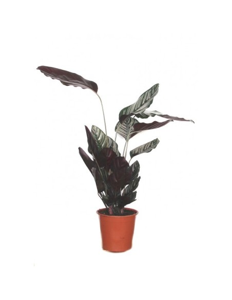 Calathea ornata