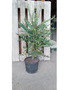 Mahonia (maceta 23 cm Ø)