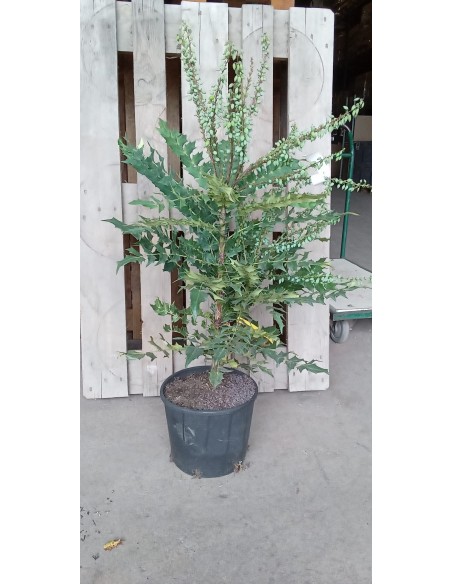 Mahonia (test 15 cm Ø)