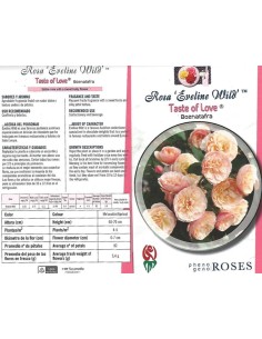 Rosal comestible (maceta 14 cm ø), colores y sabores a escojer 2