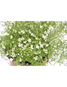 Gypsophila elegans (maceta 12 cm Ø) 2
