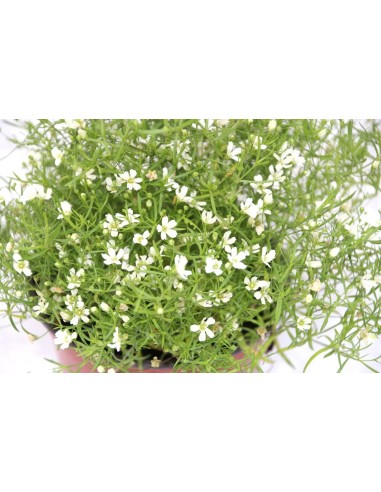 Gypsophila elegans (maceta 12 cm Ø)