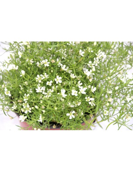 Gypsophila elegans (maceta 12 cm Ø)