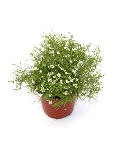 Gypsophila elegans (maceta 12 cm Ø)