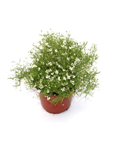 Gypsophila elegans (maceta 12 cm Ø)