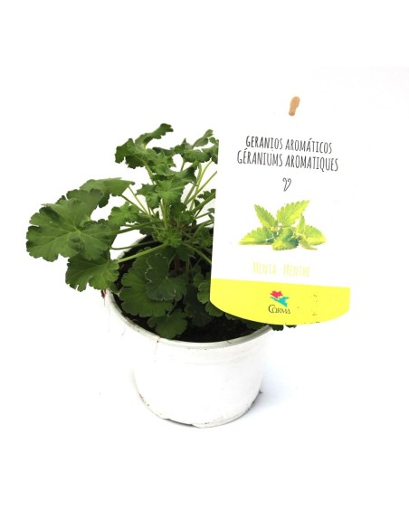 Gerani Llimona antimosquits