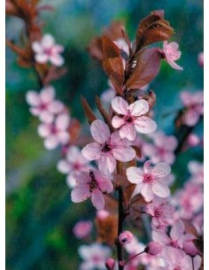 Prunus Pissardii (test 24 cm ø)