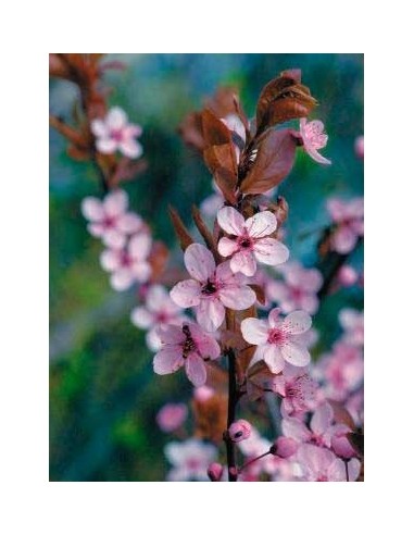 Lobelia