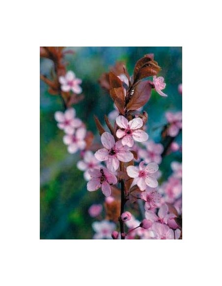 Lobelia