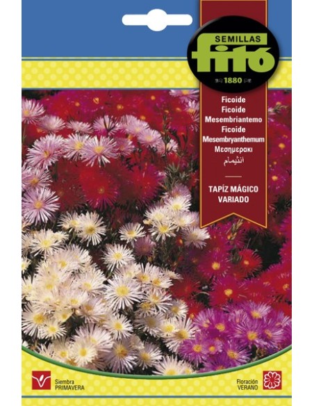 Llavor hortícola Cogombre Negrito