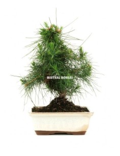 Bonsai Pi blanc (pinus halepensis)