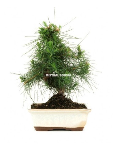 Bonsaï de Pin (Pinus Halepensis).