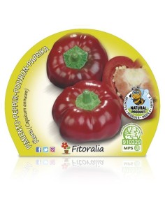 Ñora (maceta 10,5 cm Ø) 2