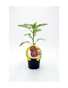 Ñora (maceta 10,5 cm Ø)