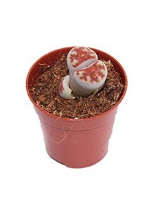 Comprar Lithops por 1,95€ en Germigarden 2