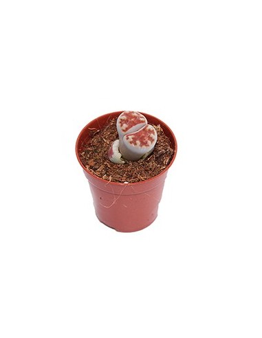 Compre Lithops por € 1,95 no Germigarden