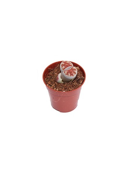 Compre Lithops por € 1,95 no Germigarden