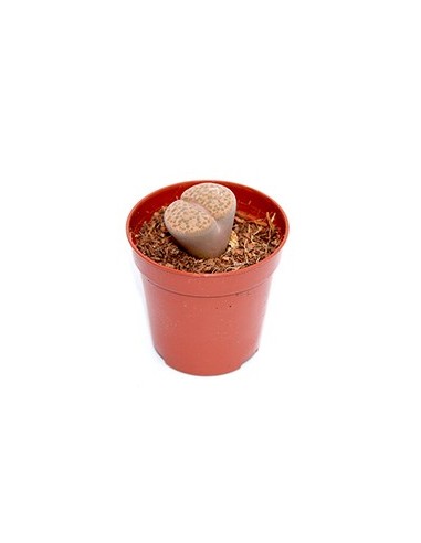 Compre Lithops por € 1,95 no Germigarden