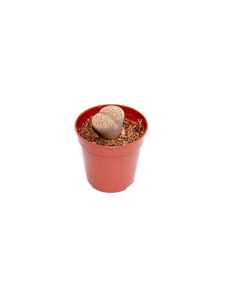 Compre Lithops por € 1,95 no Germigarden