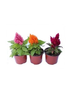 Duster ou Celosia (pot 10,5 cm ø)