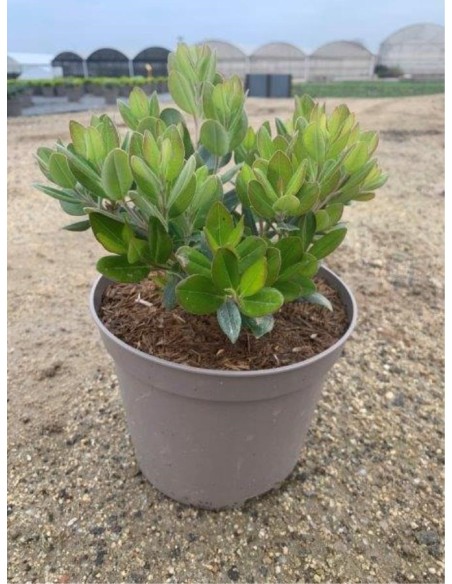 Callistemon