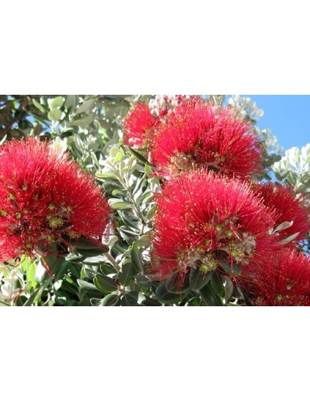 Metrosideros
