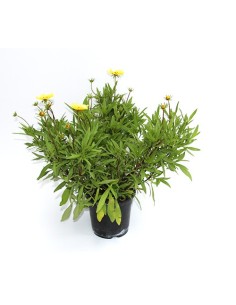 Agatea