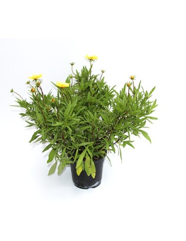 Agatea