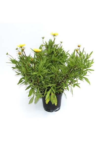 Coreopsis (maceta 13 cm Ø)