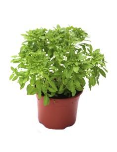 Albahaca antimosquitos por 1,75€ en Germigarden