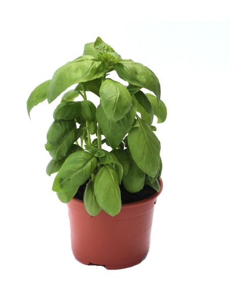 Albahaca para pesto - Planta viva