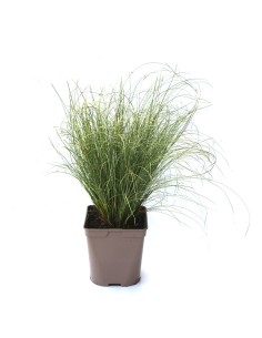 Carex comans (maceta 12 cm Ø)