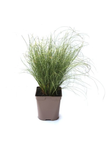 Carex comans (test 12 cm Ø)