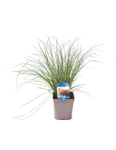 Carex testacea (maceta 12 cm Ø)