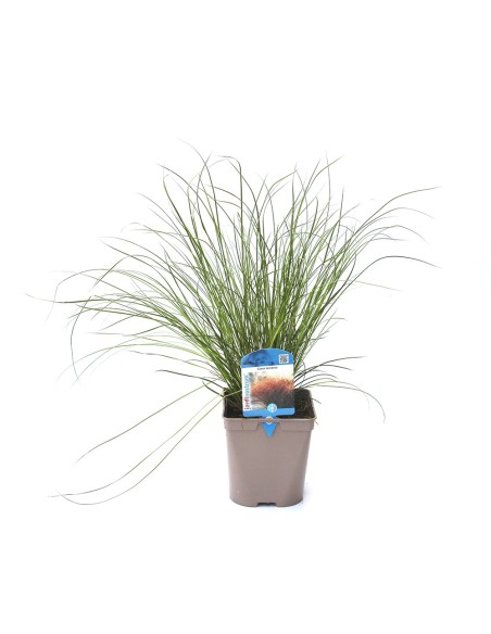 Carex testacea (test 12 cm Ø)