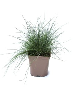 Festuca glauca (maceta 12 cm Ø)