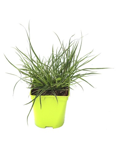 Pennisetum Skyrocket (test 12 cm Ø)