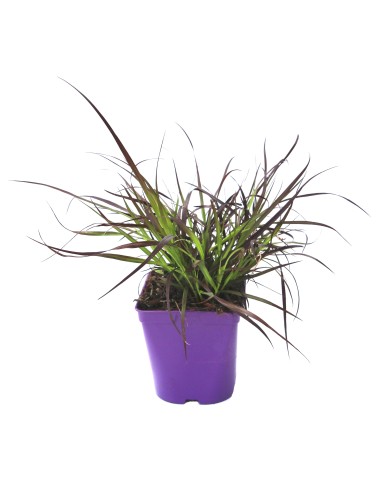 Pennisetum Summer Samba (maceta 12 cm Ø)