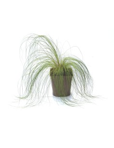 Stipa tenuissima (maceta 12 cm Ø)