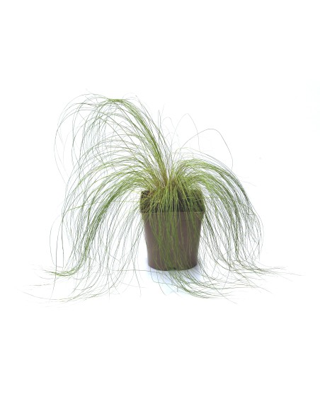 Stipa tenuissima (maceta 12 cm Ø)