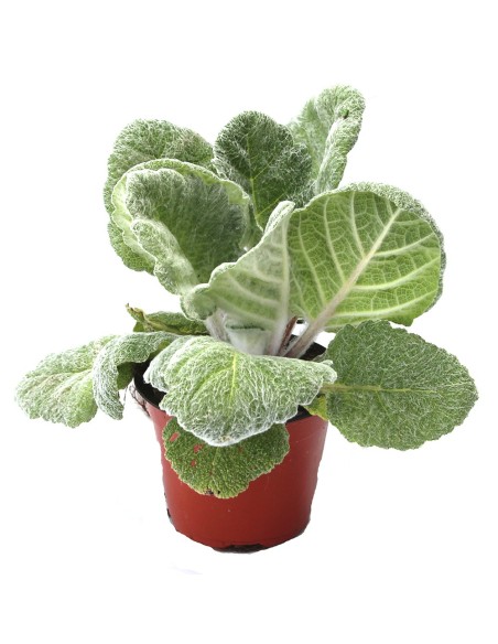 Lobelia
