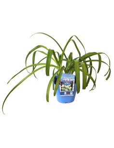 Agapanthus (maceta 14 cm Ø) 2