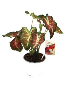 Caladium (test 18 cm Ø)