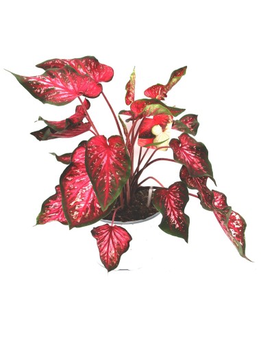 Caladium (test 18 cm Ø)