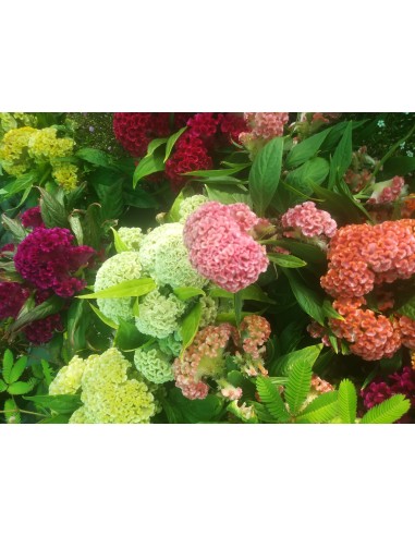 Celosia de invierno o Celosia argentea cristata (maceta 13 cm Ø)