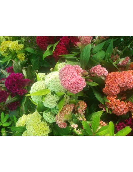 Celosia de invierno o Celosia argentea cristata (maceta 13 cm Ø)