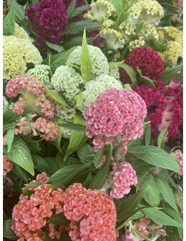 Celosia de invierno o Celosia argentea cristata (maceta 13 cm Ø)