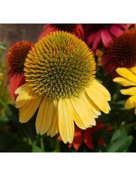 Echinacea 'summer colors' (maceta 14 cm Ø)